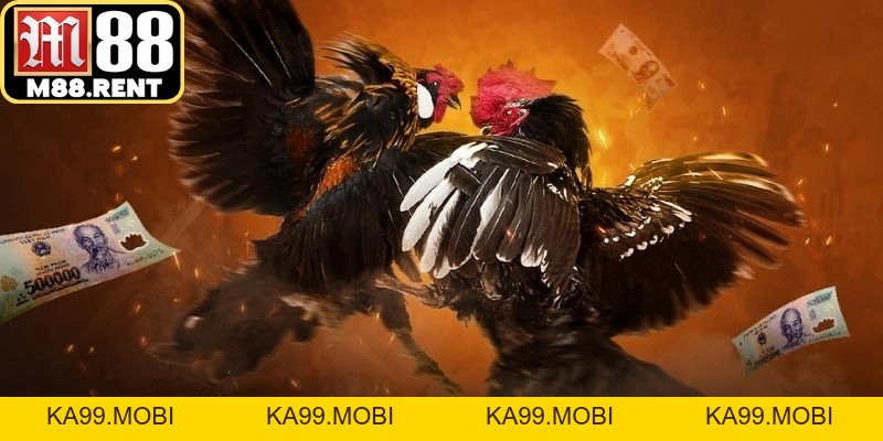 Đá Gà M88 - Những Điều Cần Biết Trước Khi Tìm Hiểu - ka99.mobi