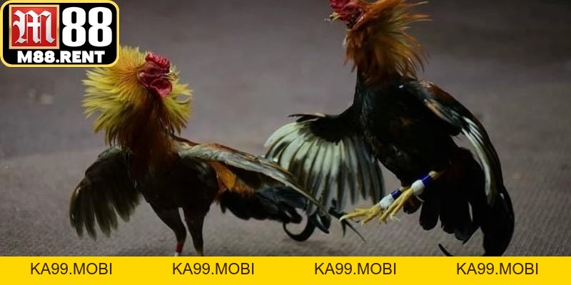 Đá Gà M88 - Những Điều Cần Biết Trước Khi Tìm Hiểu - ka99.mobi