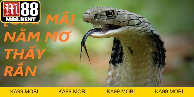 Nằm Mơ Thấy Rắn: Điềm Báo Đại Cát Hay Tai Họa Cận Kề? - ka99.mobi