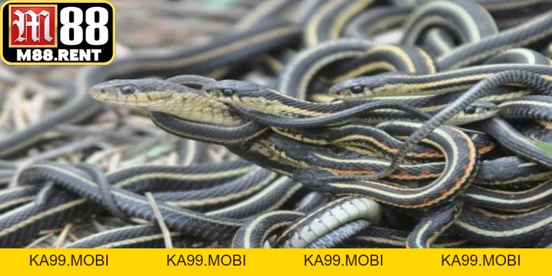 Nằm Mơ Thấy Rắn: Điềm Báo Đại Cát Hay Tai Họa Cận Kề? - ka99.mobi